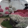 Supertunia Beautical White 6 sztuk